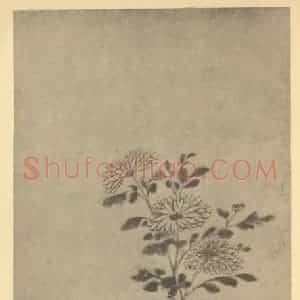 清代 张燕昌国画作品《菊》摘自 南画大成 卷二