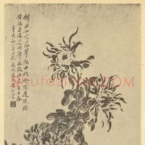清代 黄山寿国画作品《菊石》摘自 南画大成 卷二