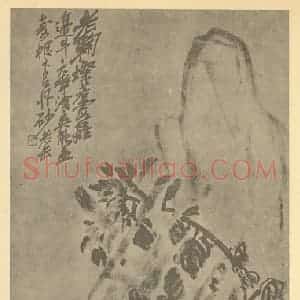清代 吴昌硕国画作品《菊石》摘自 南画大成 卷二