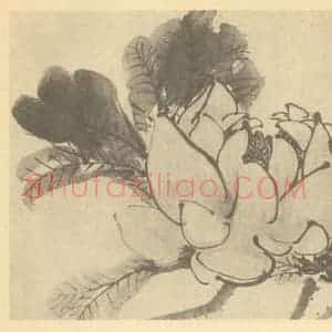 清代 胡璋国画作品《芙蕖》摘自 南画大成 续集四·补遗