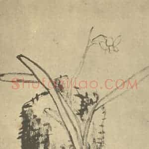 清代 朱耷国画作品《水仙》摘自 南画大成 卷三