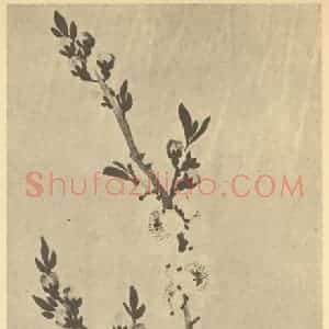 清代 黄钺国画作品《二十四番华信(三)》摘自 南画大成 卷四