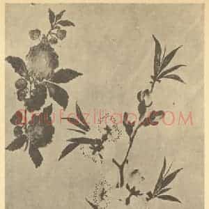 清代 黄钺国画作品《二十四番华信(四)》摘自 南画大成 卷四