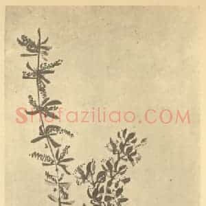 清代 黄钺国画作品《二十四番华信(六)》摘自 南画大成 卷四