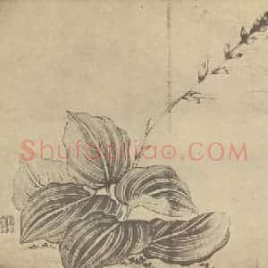 清代 蒋廷锡国画作品《玉簪》摘自 南画大成 卷四