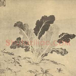 元代 顾瑛国画作品《蔬菜图》摘自 南画大成 卷五