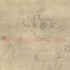 清代 边寿民国画作品《佛手》摘自 南画大成 卷五