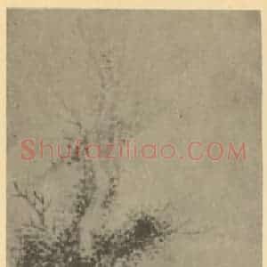 清代 赵之琛国画作品《柏石图》摘自 南画大成 卷五