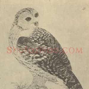 清代 蒋廷锡国画作品《翎毛图(二)》摘自 南画大成 卷六