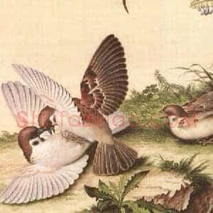 郎世宁《郎世宁笔下的中国花鸟》清代书画作品图片赏析