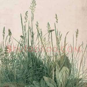 丢勒《丢勒一大块草皮》文艺复兴时期书画作品图片赏析