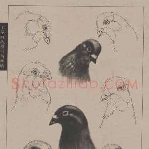工笔画线描百鸟《工笔画线描百鸟画谱》历代书画作品图片赏析
