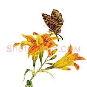 萱花《萱花古画上的母亲花》历代书画作品图片赏析