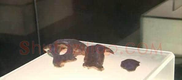 60万年前资深美女头骨露真容