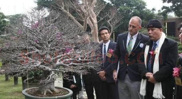 台湾收藏家获最多珍稀盆栽树收藏吉尼斯纪录