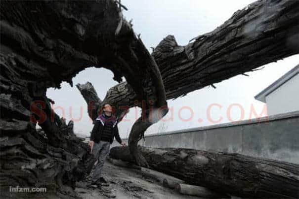身价暴涨地下乌木变国有