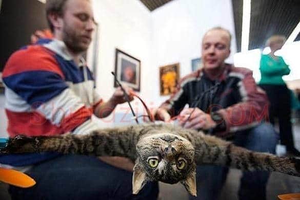 荷兰艺术家把宠物猫变成直升飞机